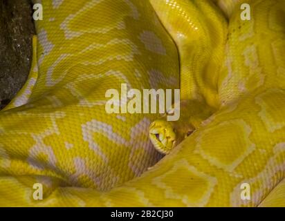 yellow and white Asian rock python in closeup, popular tropical reptile specie from India Stock Photo