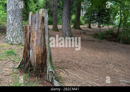Old broken off tree stump in a forest Stock Photo