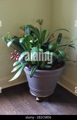 Clivia miniata - natal lily - in a container indoors. Stock Photo
