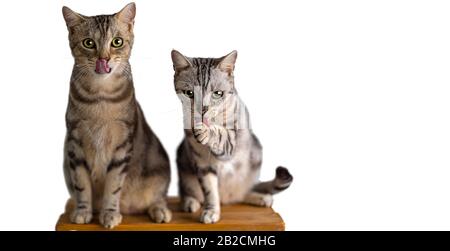 Portrait of couple cute American short hair cats licking when eat Cat candy on white background, green and yellow eyes Mammal, animal Pets concept Stock Photo