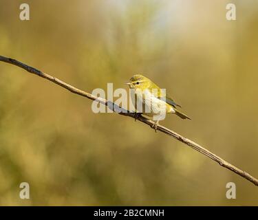 A beautiful American goldfinch perched in the forest. Stock Photo