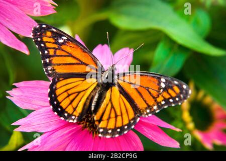 Viceroy Butterfly on Coneflower Stock Photo