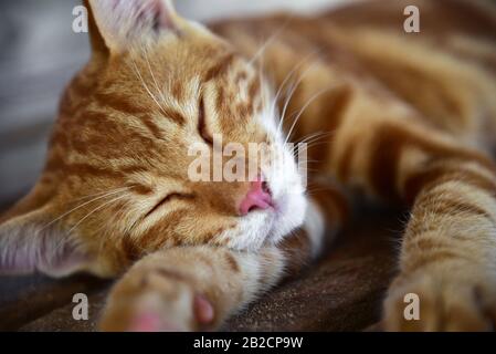 Red cat sleeps on a bench in the sun. Stock Photo