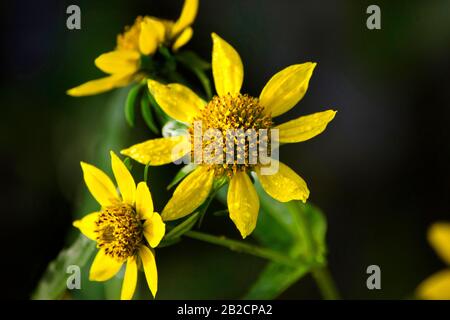 Nodding Bur Marigold Flowers Stock Photo