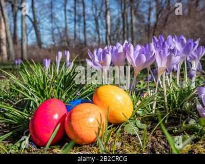Many crocuses with Easter eggs in the park Stock Photo