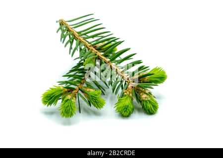 flowering pine branch isolated on white background Stock Photo