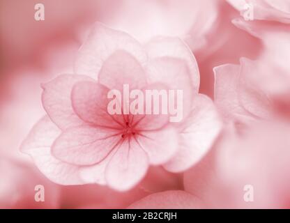 Macro shot of pink hydrangea macrophylla Stock Photo