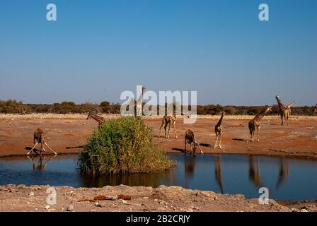 Giraffe drinking at Chudob waterhole, Etosha National Park, Namibia Stock Photo