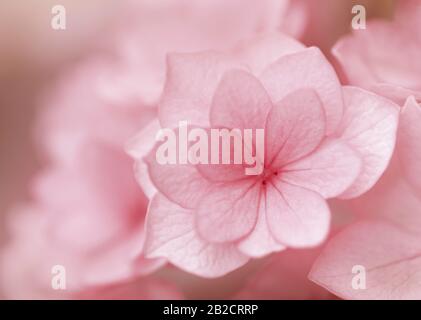 Macro shot of pink hydrangea macrophylla Stock Photo