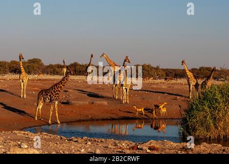 Giraffes at Chudob waterhole, Etosha National Park, Namibia Stock Photo