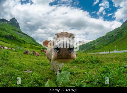 Funny cow face. Cows on alpine pasture in Austria. Stock Photo