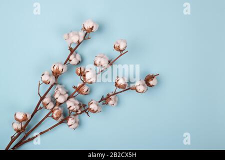 Natural cotton plants on blue background. Cotton flowers Stock Photo