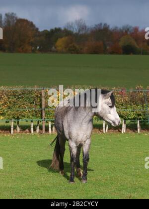 A pretty young Welsh pony stands in a grassy paddock. Stock Photo