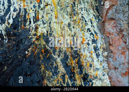 Sap dripping from tree bark. Stock Photo