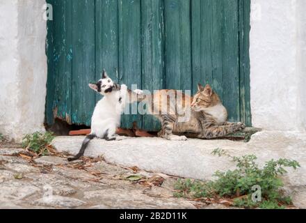 Funny baby cat kitten plays and chasing the tail of its mother in front of an old green wooden door in a Greek alleyway, Crete, Greece Stock Photo