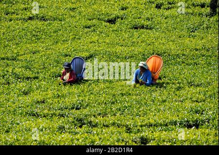 Sri Lanka, Nuwara Eliya, tea plantation, tamil women plucking tea leaves Stock Photo