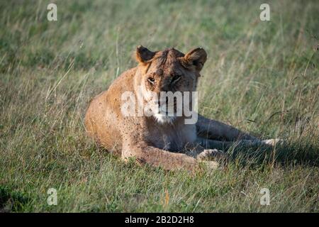 lioness lazing in the early morning sun in the Masai Mara grasslands, Kenya Stock Photo