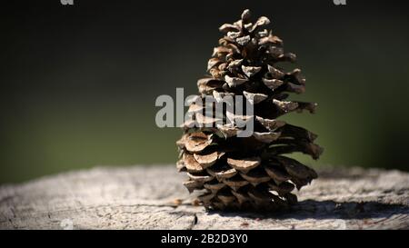 Pine cone on a stump Stock Photo