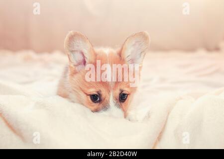 cute puppy dog red Corgi is lying on a white fluffy blanket Stock Photo