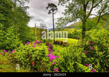 Traditional Scottish Mountains Flowers and bushes close-up. Stock Photo