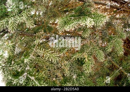 Christmas background from fir tree branches covered with snow. Beautiful natural pine tree branches with snowflakes on it. Stock Photo