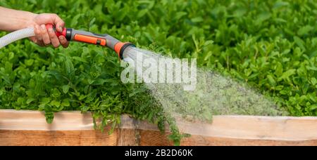 Watering different plants in the greenhouse garden Stock Photo