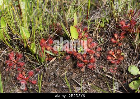 Pink Sundew (Drosera capillars) growing in seepage bog, Gulf Coastal Plain, SE USA, by Dembinsky Photo Assoc Stock Photo