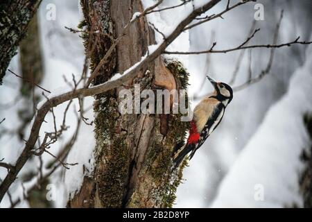 A Great Spotted Woodpecker clings to a tree in the snow in the French Alps - Dendrocopos major Stock Photo