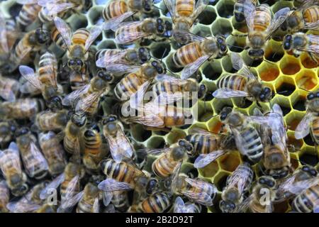 Queen and her workers packing pollen and taking care of eggs and larva on a frame Stock Photo