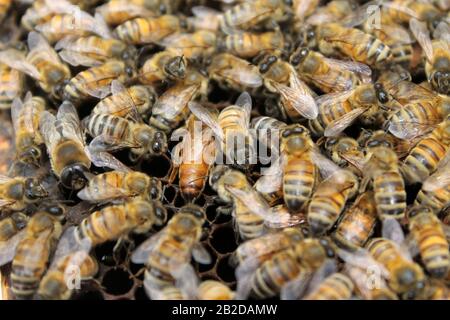 Bees on brood frame tending to eggs and larva Stock Photo