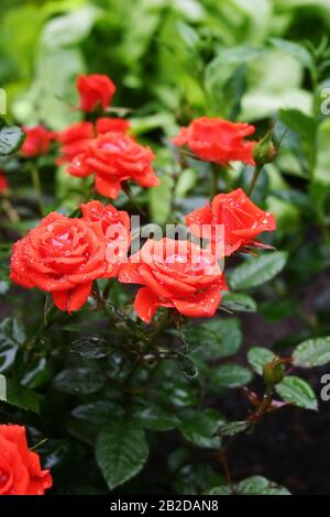 Red roses after rain in the garden on a green background. The beautiful bush on the flower bed. Backdrop for a card or screen Stock Photo