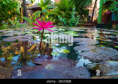 Pink  water lily  in   small pond in hotel garden . South India. Stock Photo