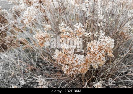 Flowers of dried hydrangea in garden after winter close up on blurred background. Vintage natural backdrop for your design. Stock Photo