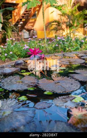 Pink  water lily  in   small pond of  hotel garden . South India. Stock Photo