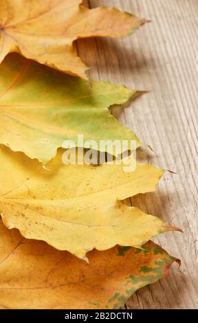 Edge to edge frame shot of Autumn leaves on ground with shallow depth ...