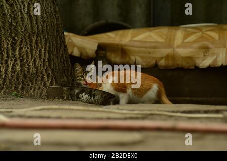 Two little cats are eating from one bowl. Stock Photo