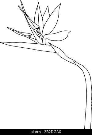 Strelitzia reginae tropical south africa flower isolated on white background. Vector stock illustration.Outline tattoo print,logo.bird of paradise. Stock Vector