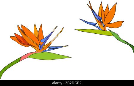 Set strelitzia reginae tropical south africa flowers isolated on white background. vector illustration. bird of paradise. Stock Vector