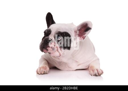 sad french bulldog lying down and looks to side on white background Stock Photo