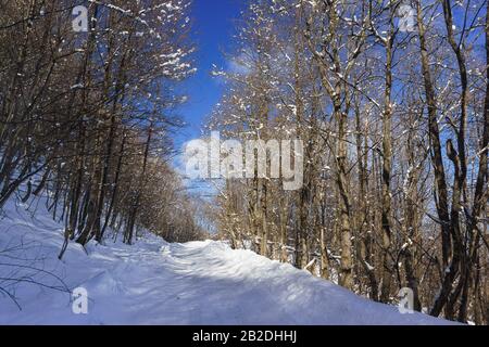 Winter road in snowy forest clear Sunny day. Russia, Republic of Adygea, a plateau of Lago-Naki Stock Photo