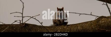 curious red squirrel siting on tree Stock Photo