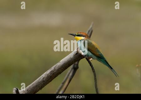 European bee-eater (Merops apiaster) perched on a dry branch. Beautiful colorful bird. Stock Photo