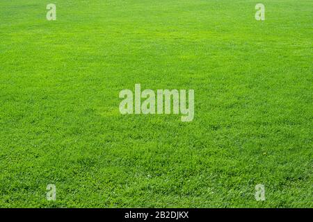 Texture background of fresh, natural fresh green grass in perspective. Design concept of green grass. Stock Photo