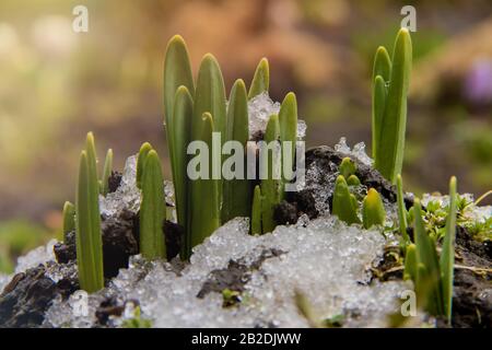 Young green plant shoots breaks through frozen ground with snow in spring with copyspace and sunlights Stock Photo
