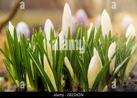 A group of young white crocuses sprouts on a flowerbed. Crocus, plural crocuses or croci is a genus of flowering plants in the iris family. A single c Stock Photo