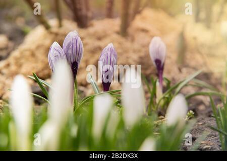 White crocuses do not focus on the flowerbed in the background of purple crocuses in the focus under warm spring sun Stock Photo