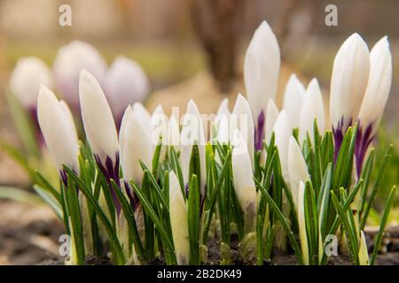 A group of beautiful white spring crocus with water drops on the flowers on a sunny mornin in flowerbed Stock Photo