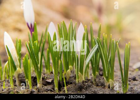 A group of beautiful white spring crocus with water drops on the flowers on a sunny mornin in flowerbed spring concept photo Stock Photo