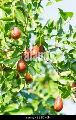 Branch jujube (lat. In the process jujuba) with ripe fruit. Good autumn harvest on a Sunny day Stock Photo