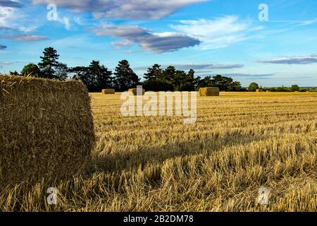 Large bales of Hay just harvested in High Wych, Hertfordshire await collection and storage for later use.  The Stubble stands high. Stock Photo
